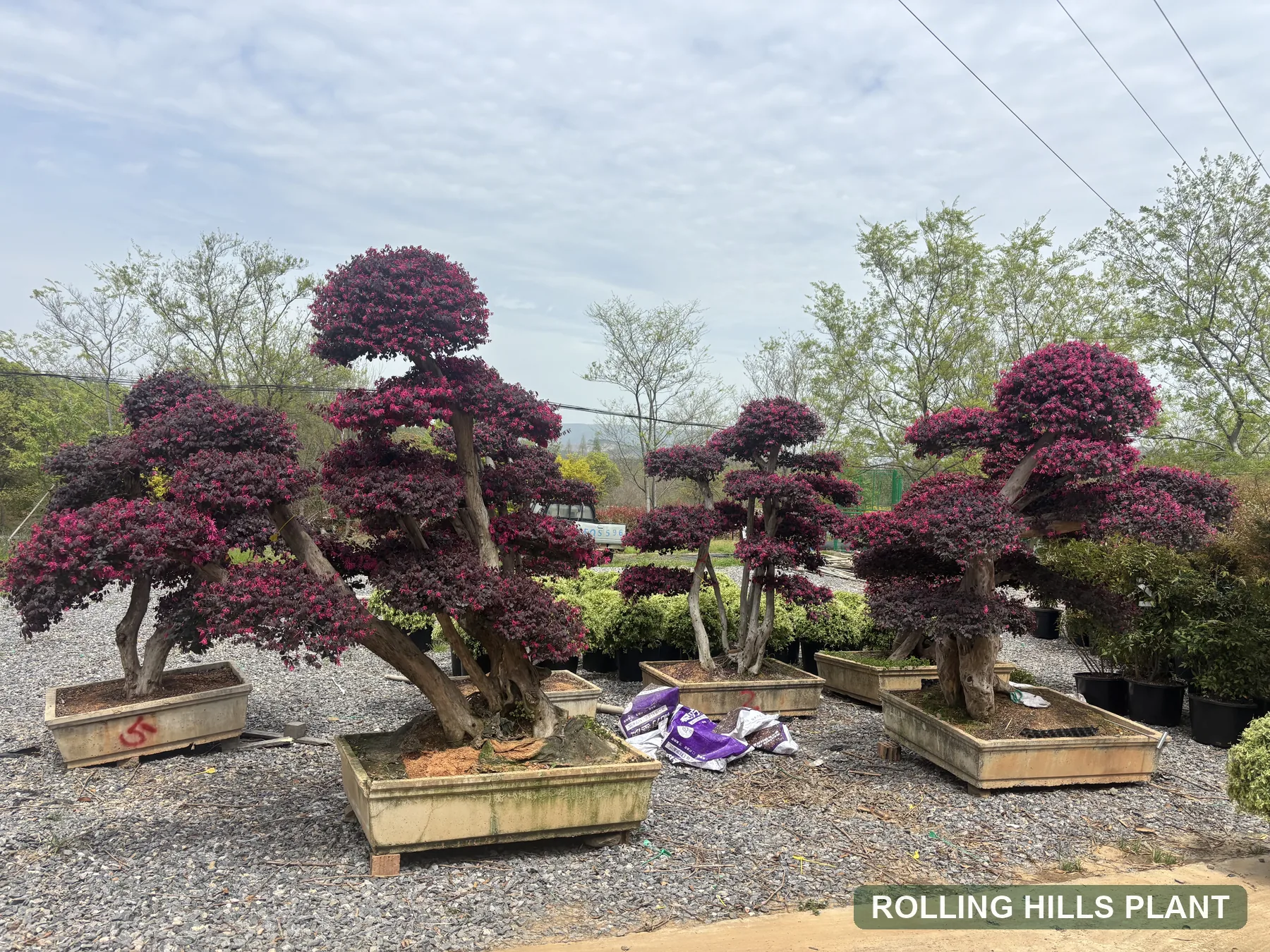 Loropetalum chinense var. rubrum bonsai nursery stock