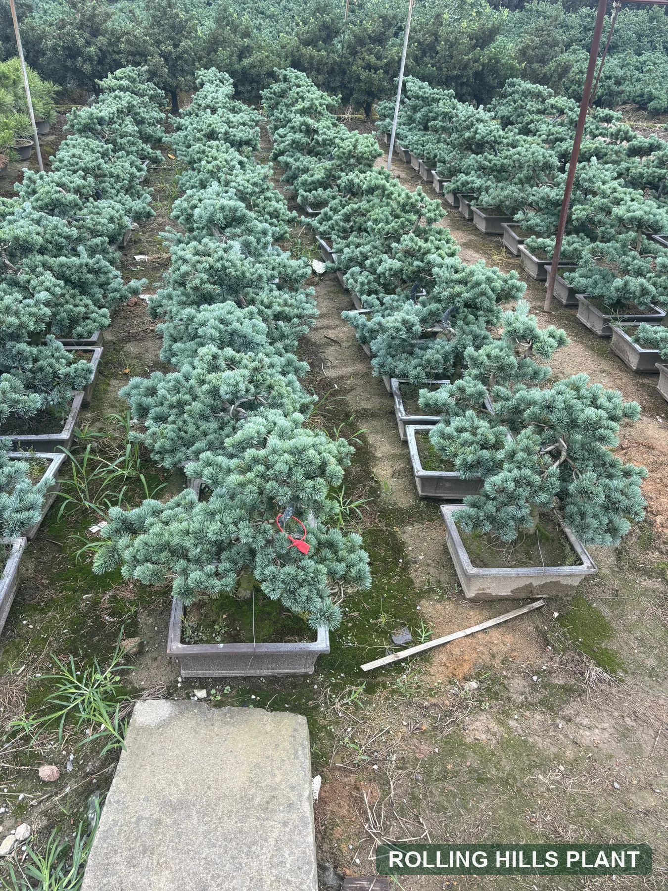 Pinus parviflora bonsai nursery stock
