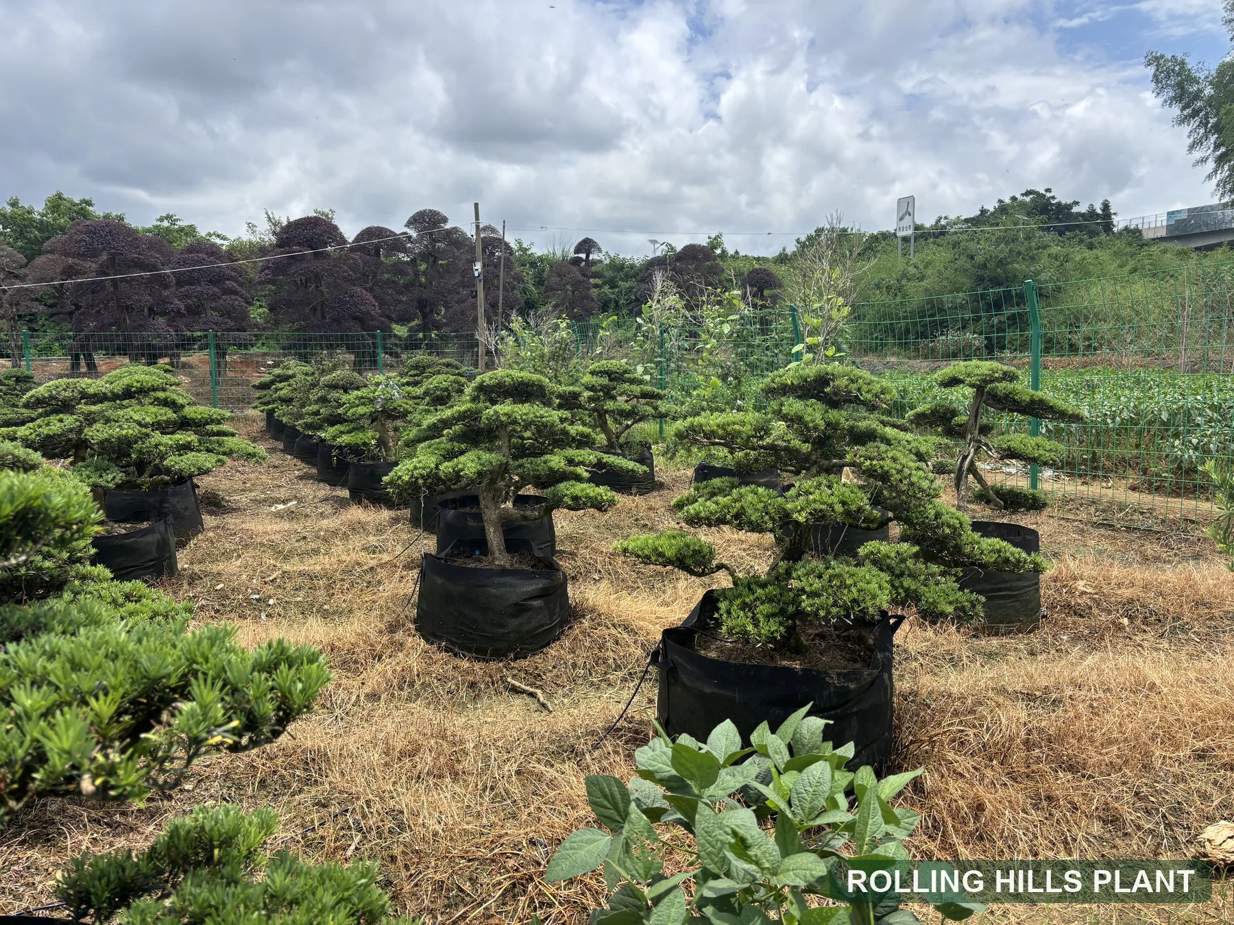 Podocarpus macrophyllus bonsai nursery stock