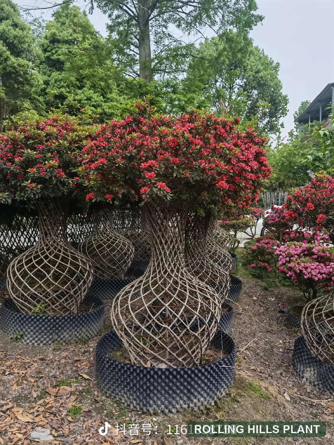 Rhododendron simsii bonsai nursery stock