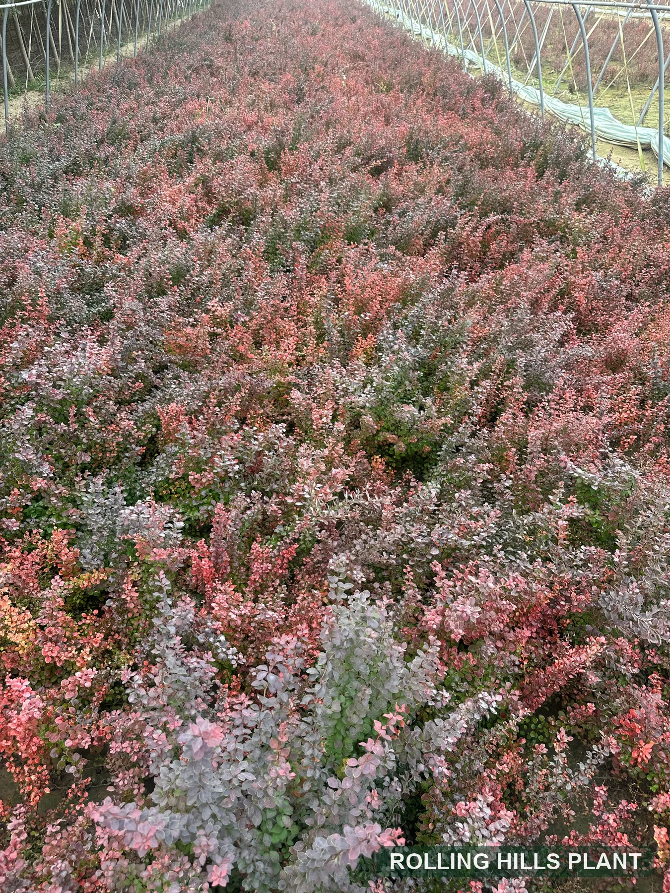 Berberis thunbergii 'Atropurpurea' shrubs nursery stock