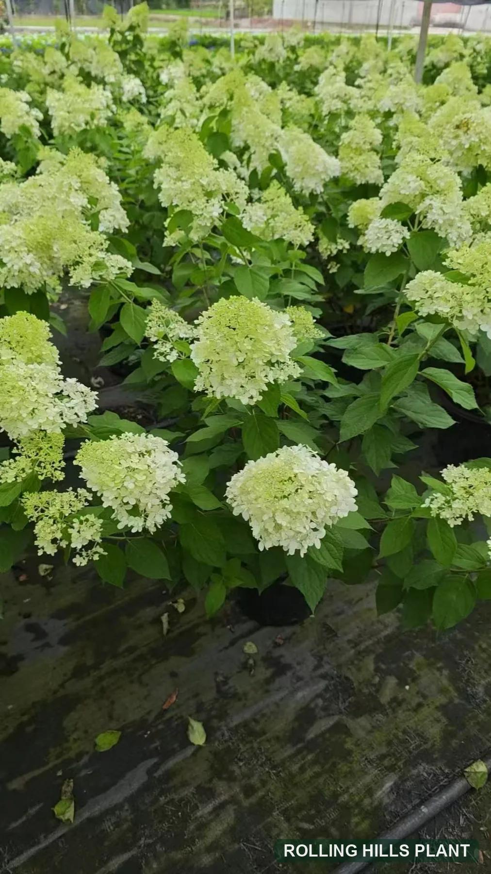 Hydrangea paniculata 'Limelight' shrubs nursery stock
