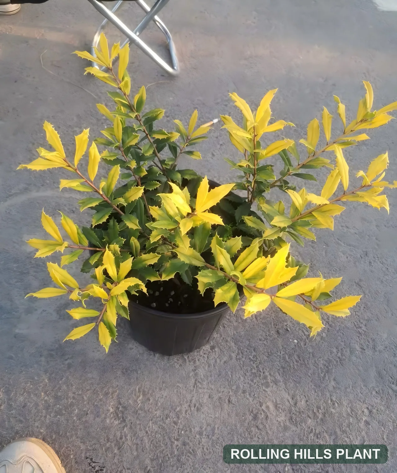 Ilex × attenuata 'Sunny Foster' shrubs nursery stock
