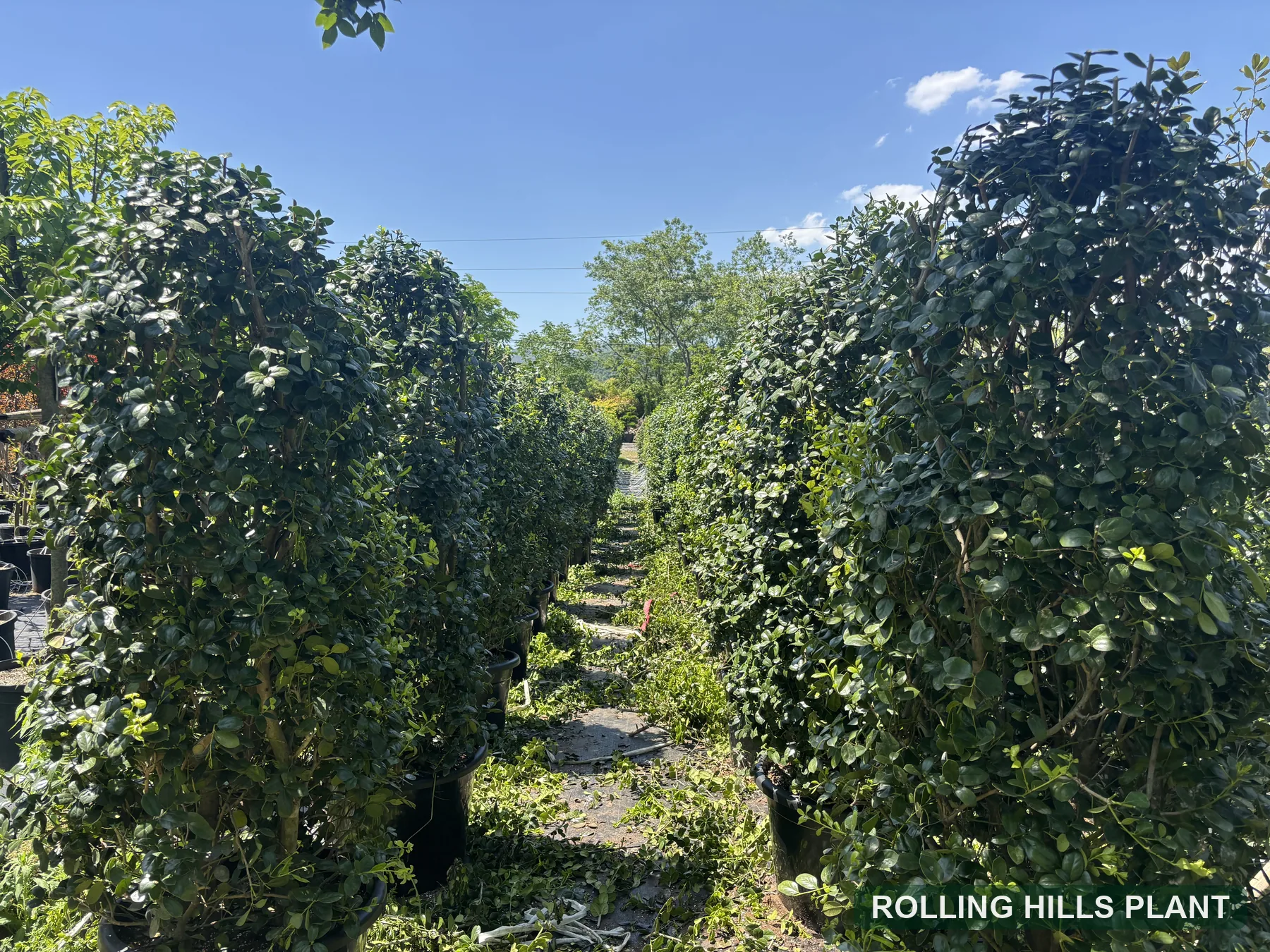 Ilex cornuta 'Fortunei' shrubs nursery stock