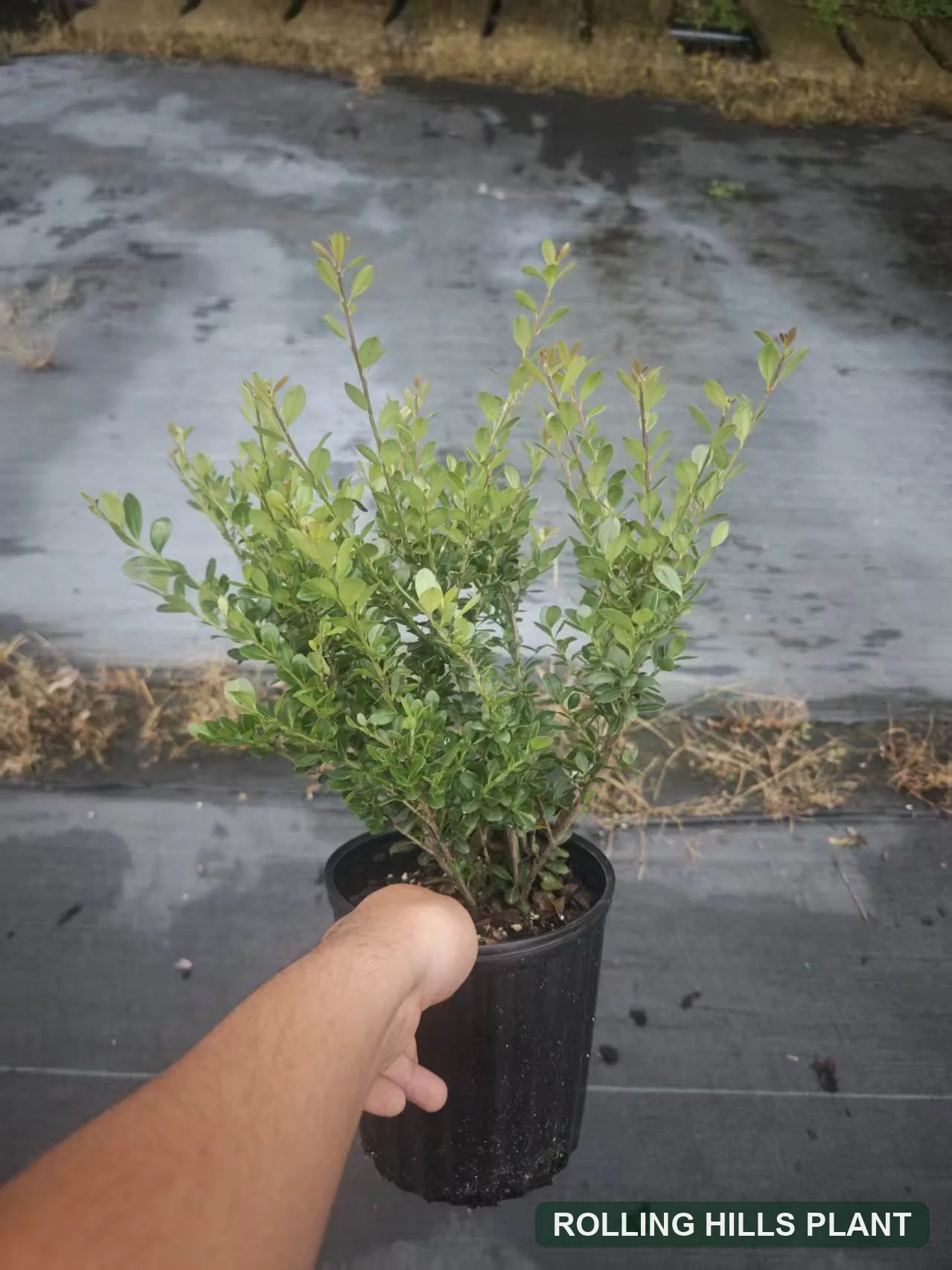 Ilex crenata 'Perfecta' shrubs nursery stock
