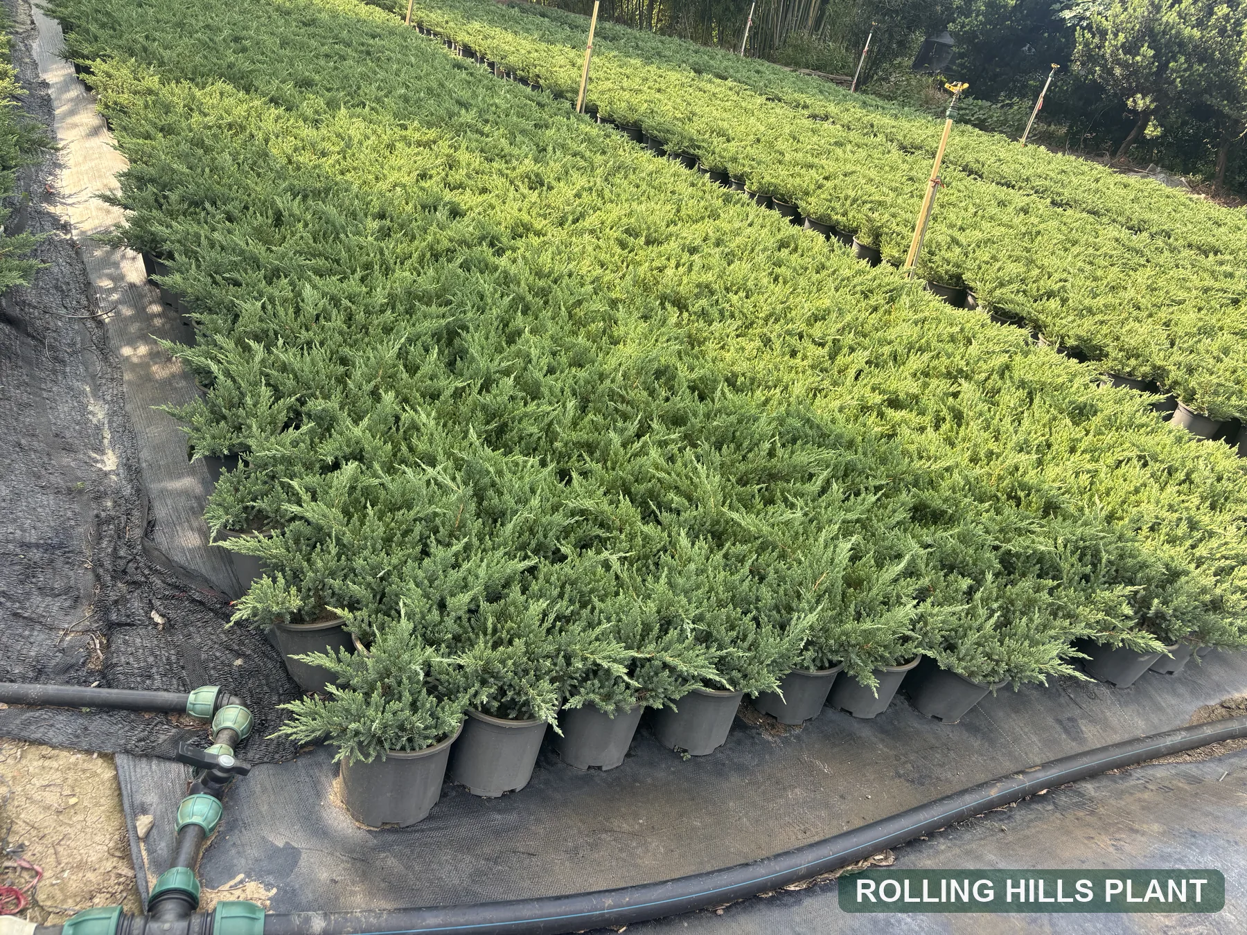 Juniperus procumbens shrubs nursery stock