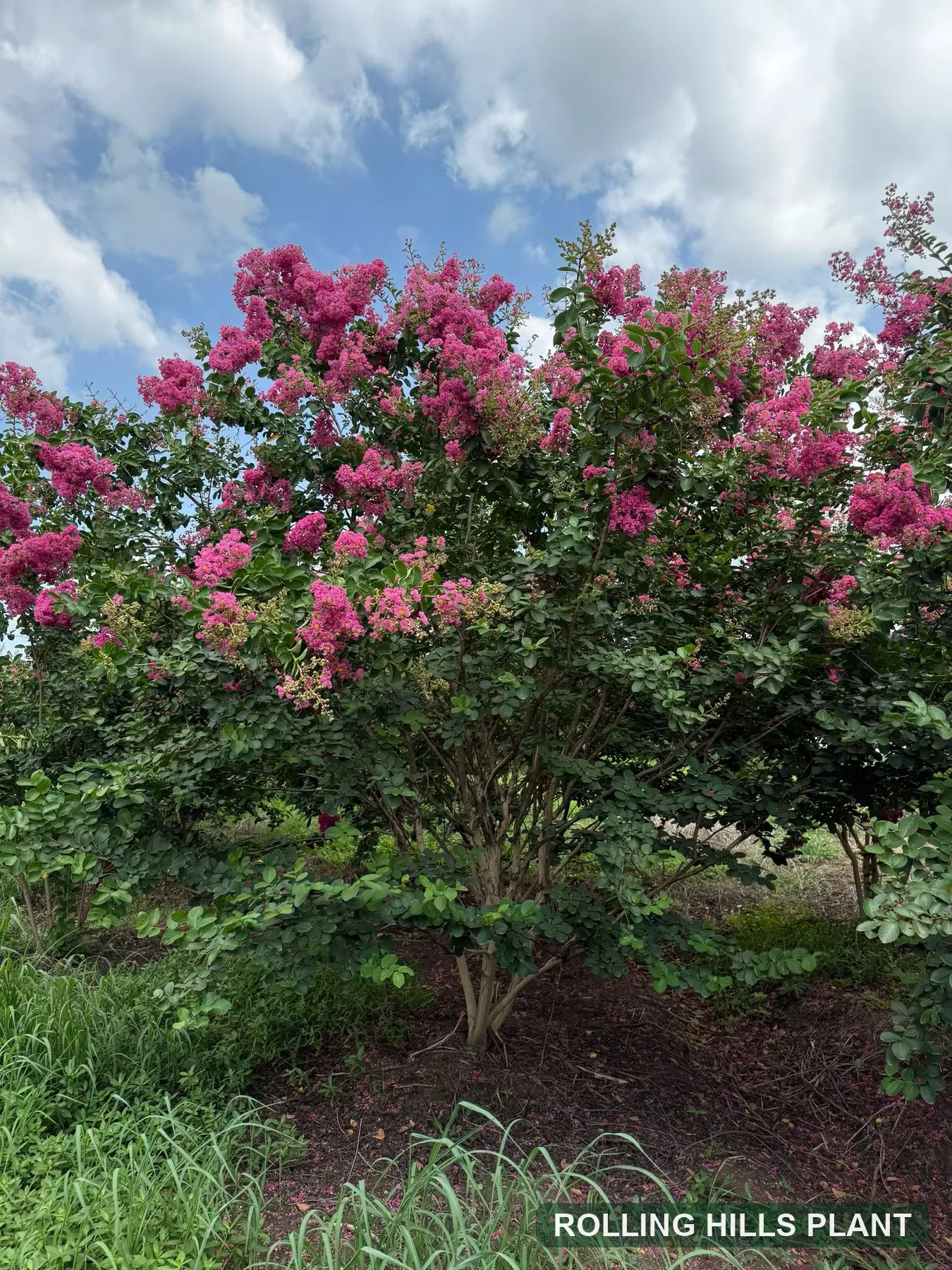Lagerstroemia indica shrubs nursery stock