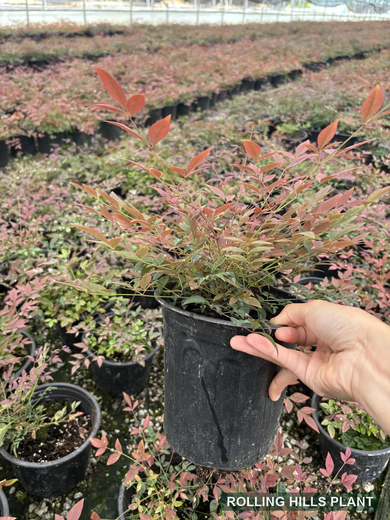 Nandina domestica shrubs nursery stock