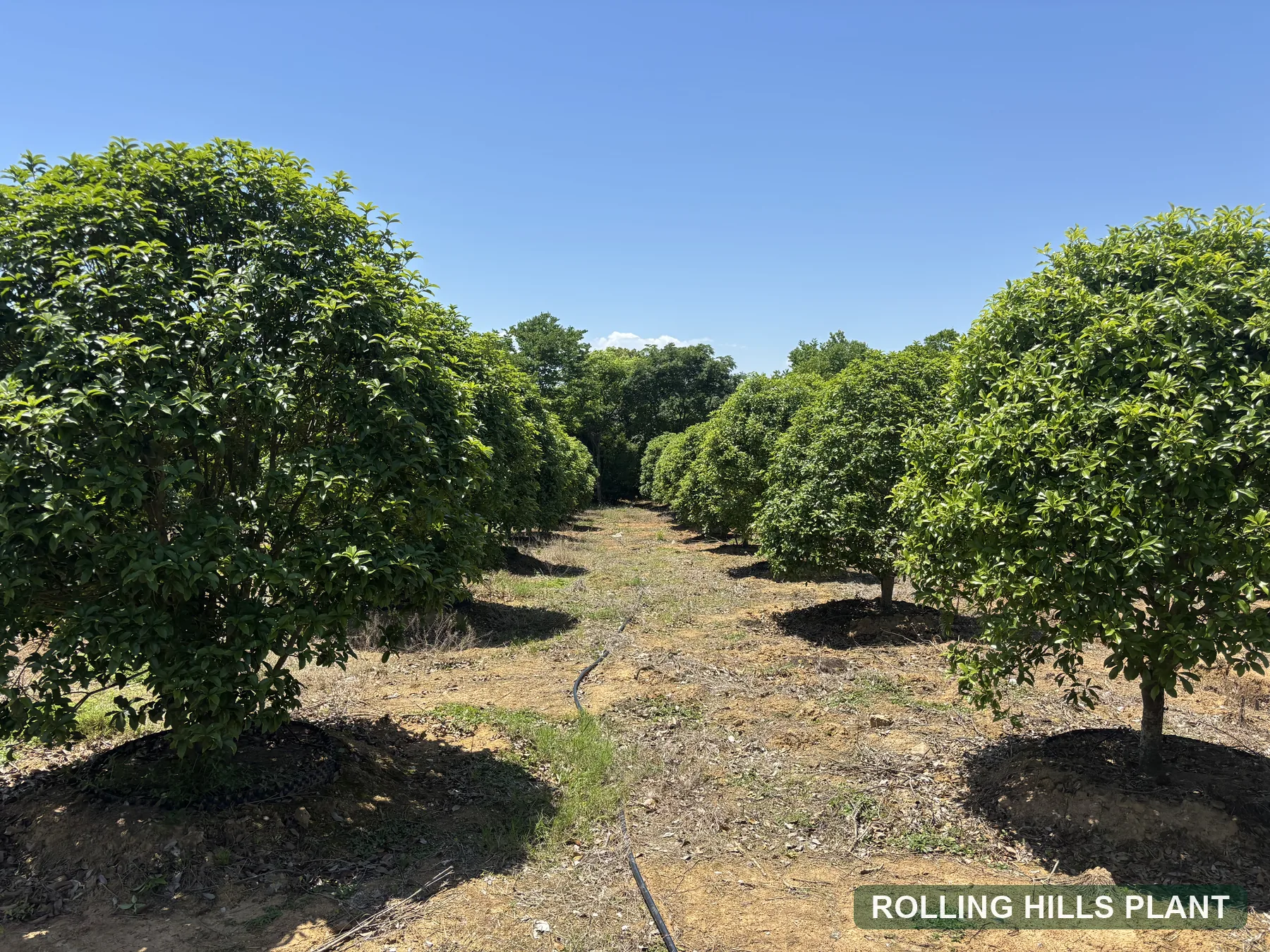 Osmanthus fragrans shrubs nursery stock