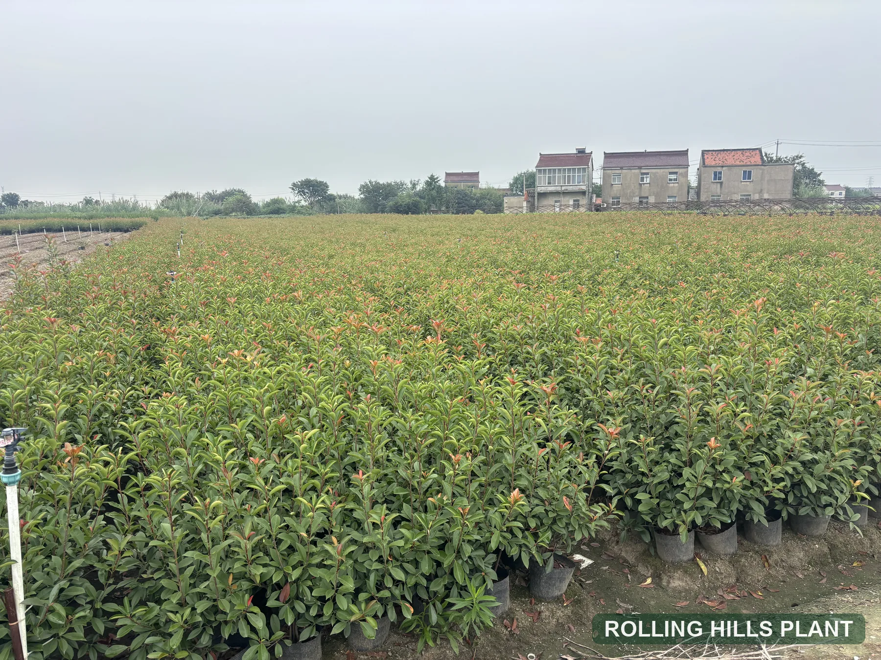 Photinia spp. shrubs nursery stock