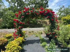 Rosa spp. shrubs nursery stock