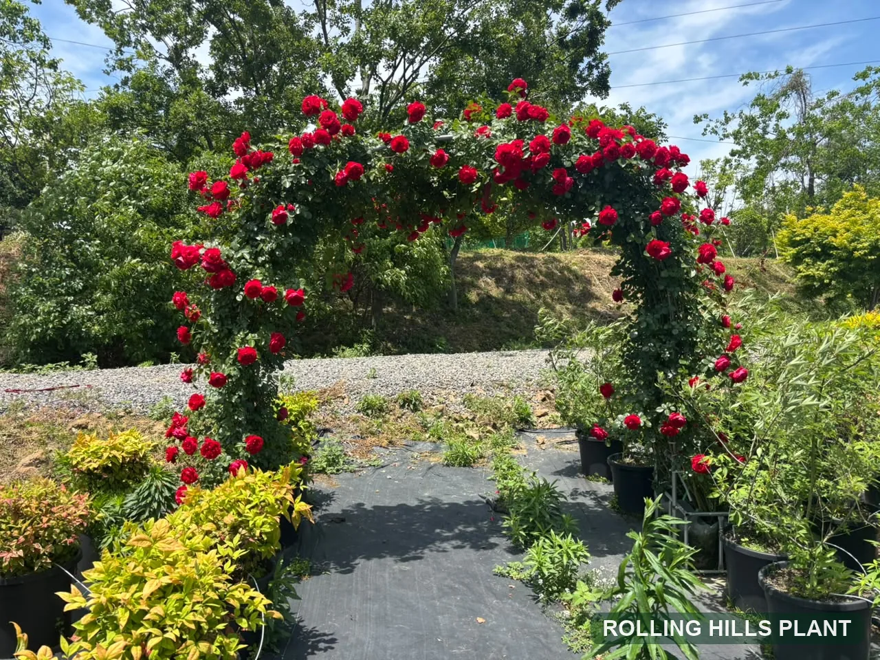 Rosa spp. shrubs nursery stock
