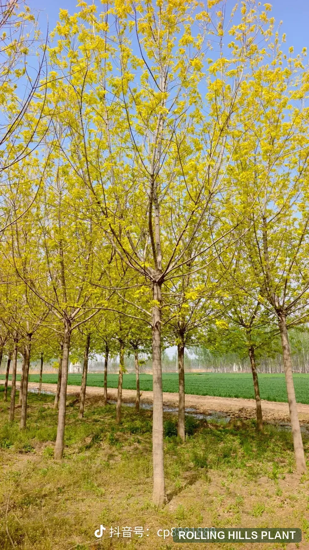Acer negundo ‘Aurea’ trees nursery stock