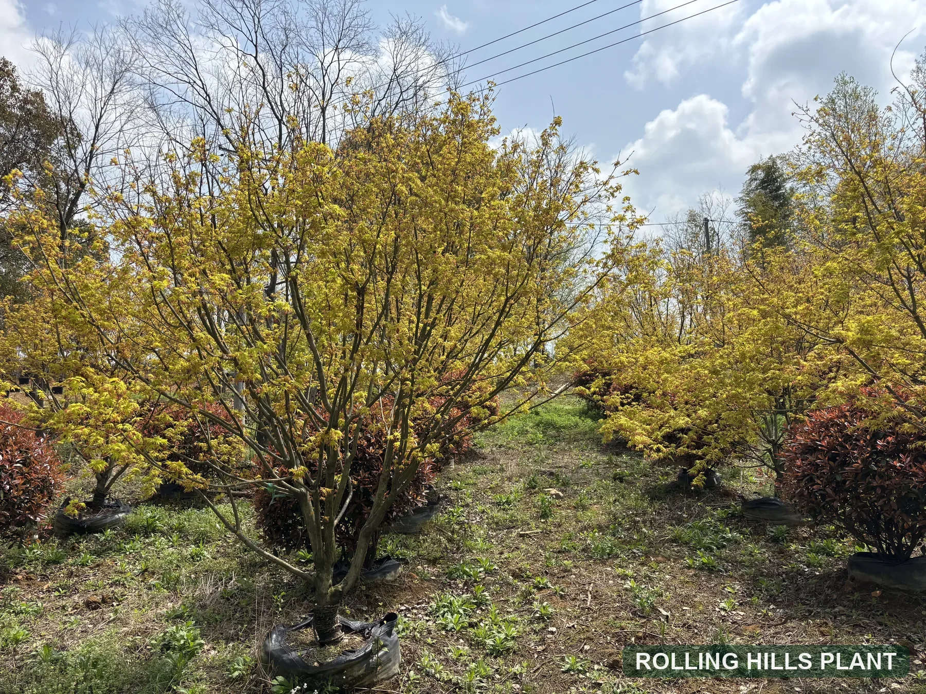 Acer palmatum trees nursery stock