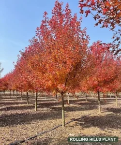Acer rubrum trees nursery stock
