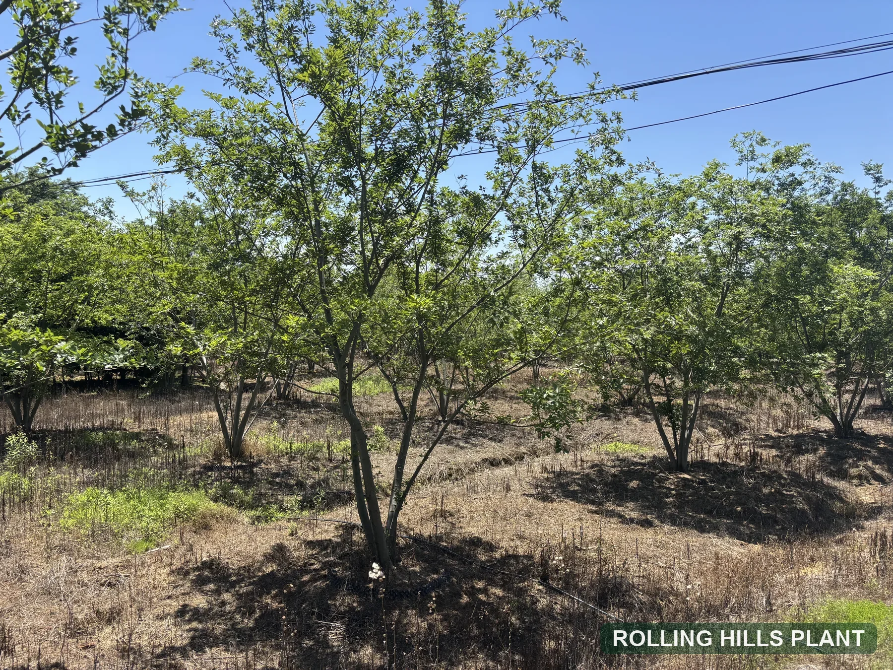 Celtis sinensis trees nursery stock