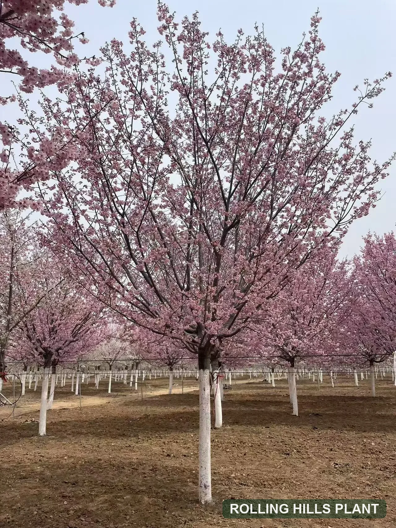 Prunus spp. trees nursery stock