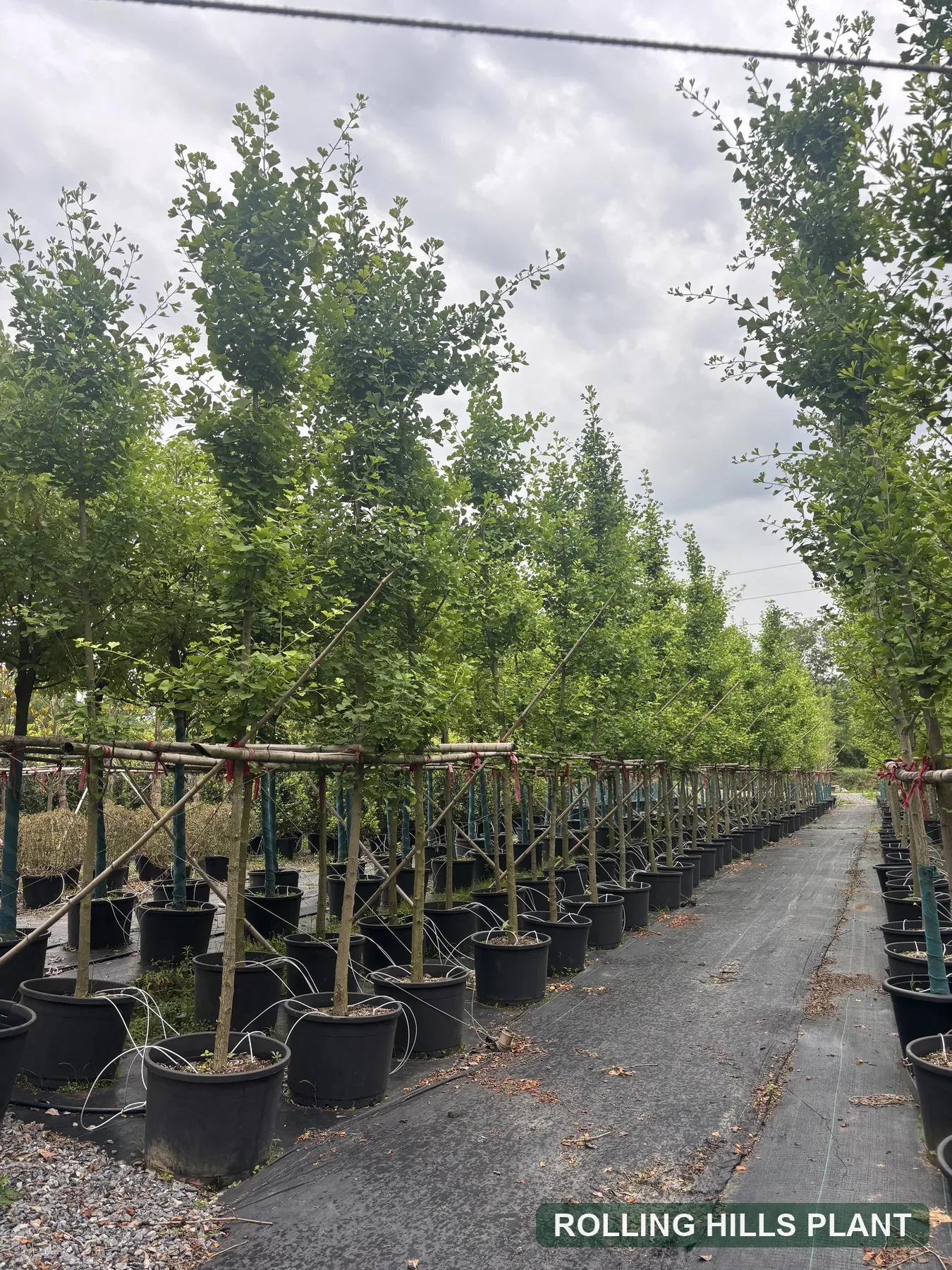 Ginkgo biloba trees nursery stock
