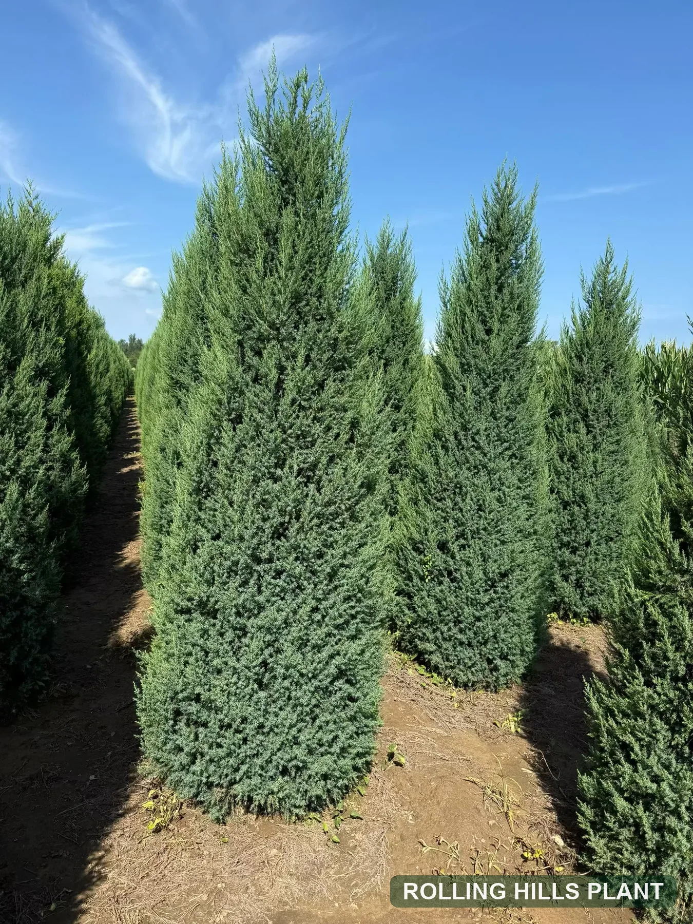 Juniperus chinensis trees nursery stock