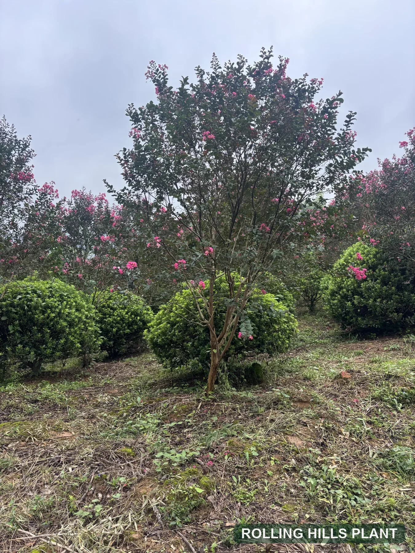 Lagerstroemia indica trees nursery stock