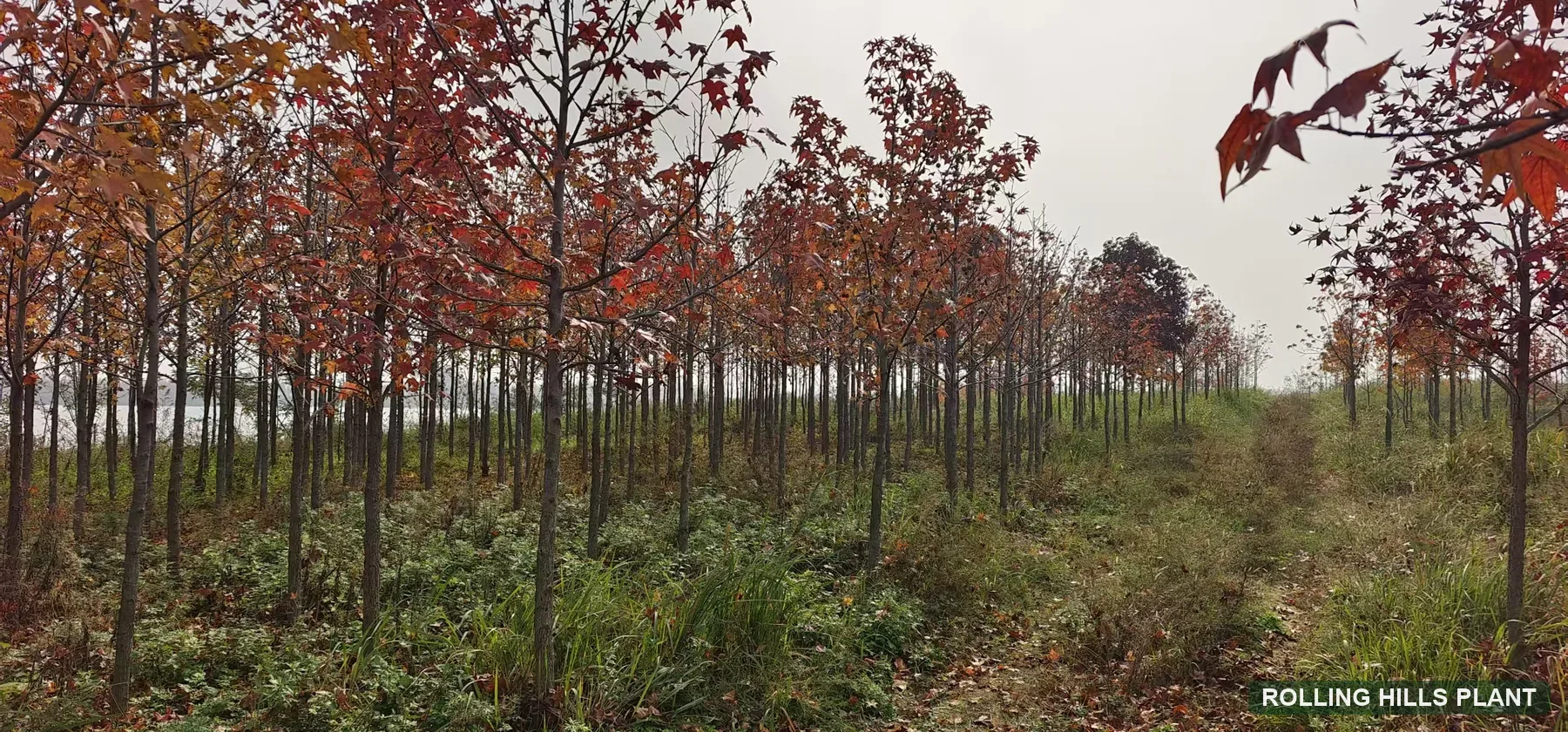 Liquidambar styraciflua trees nursery stock