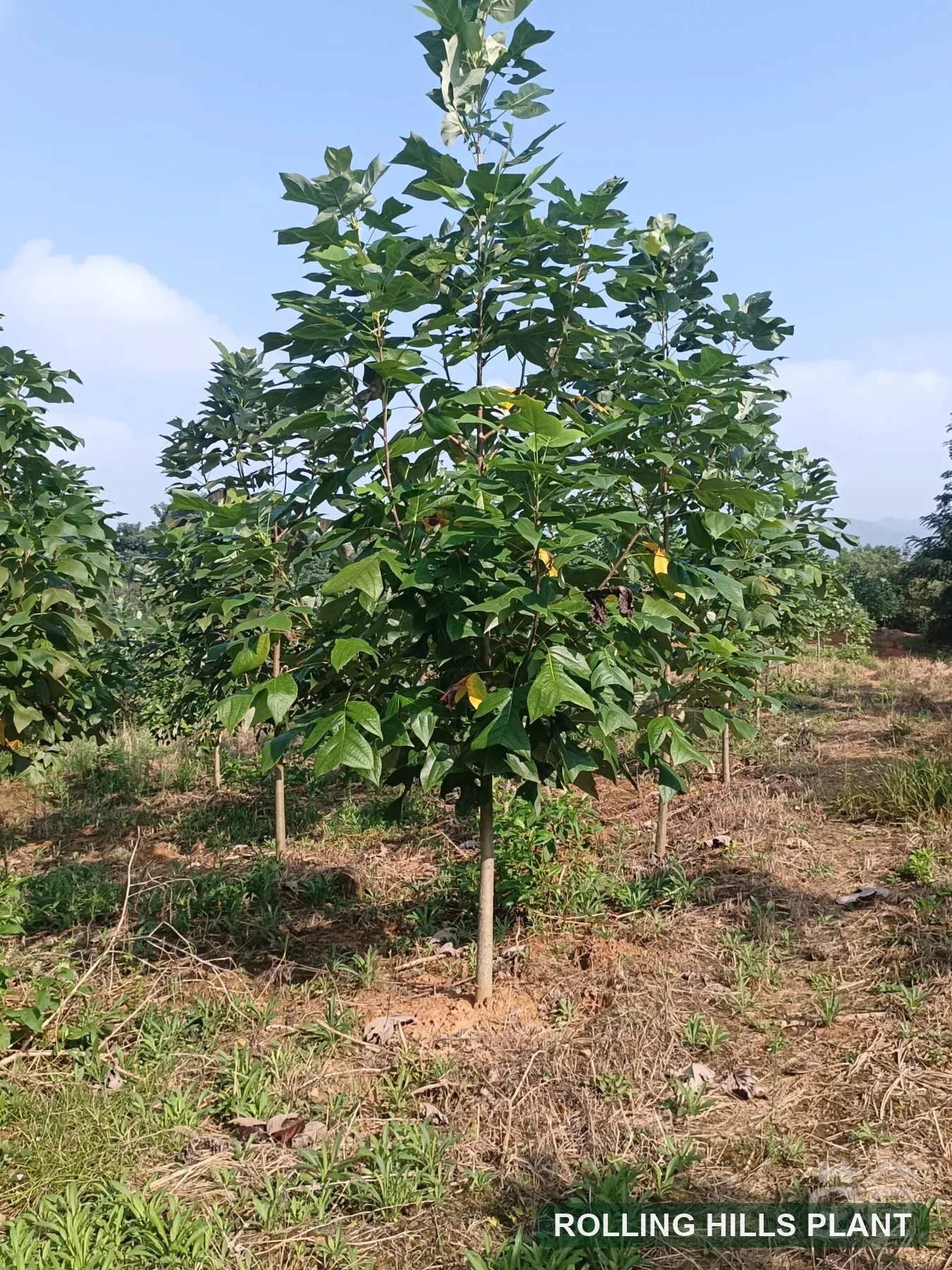 Liriodendron chinense trees nursery stock