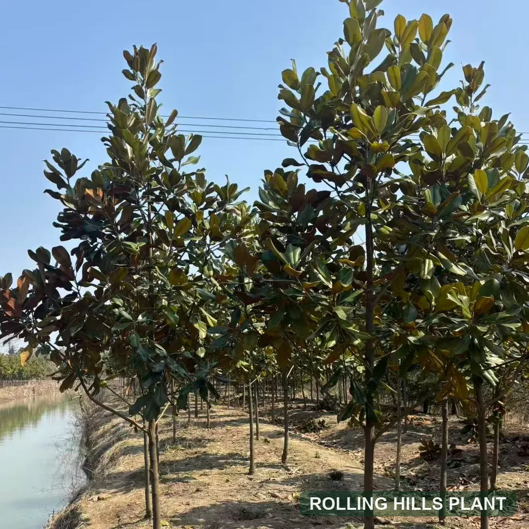 Magnolia grandiflora trees nursery stock