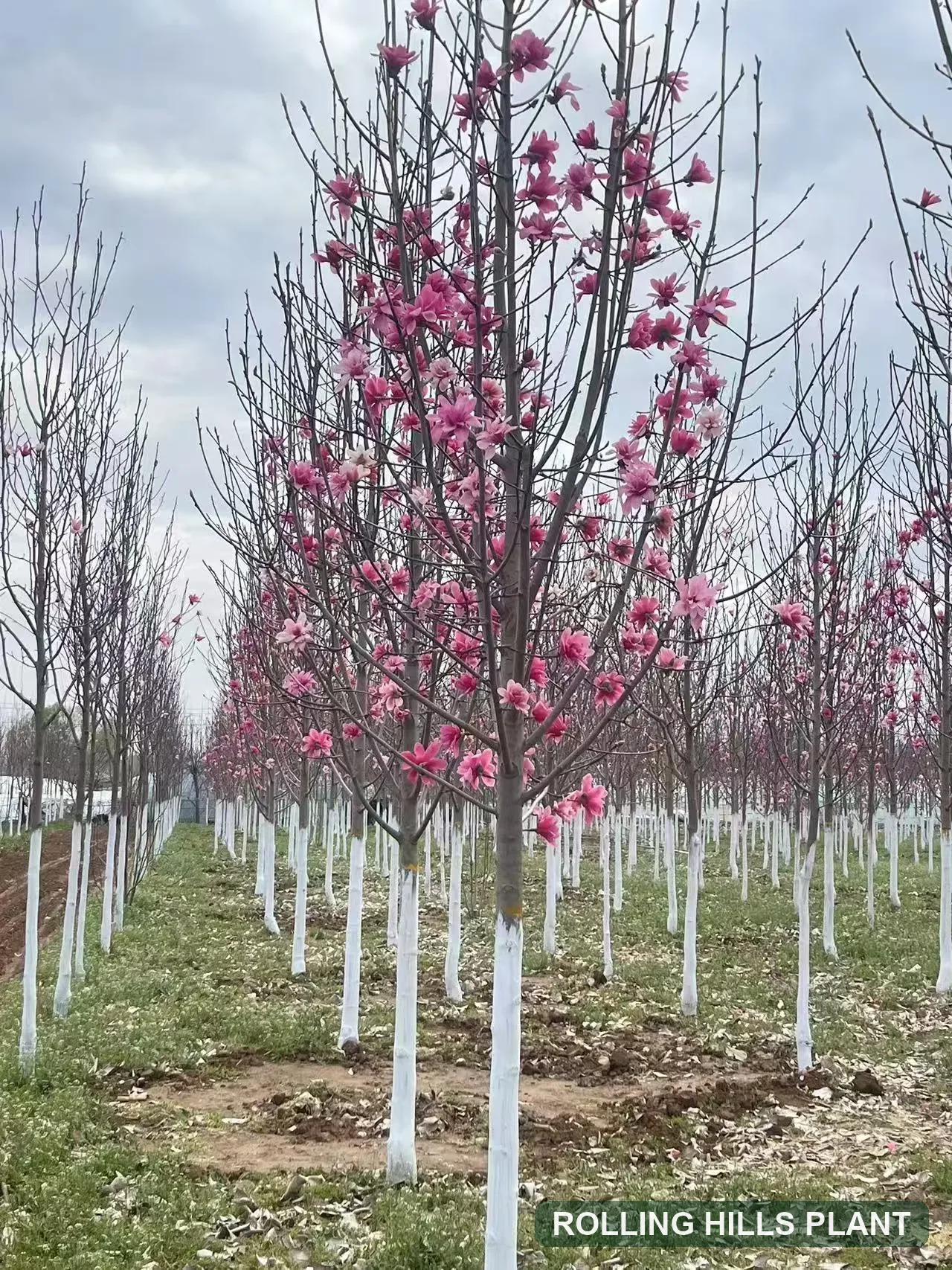 Magnolia liliiflora trees nursery stock