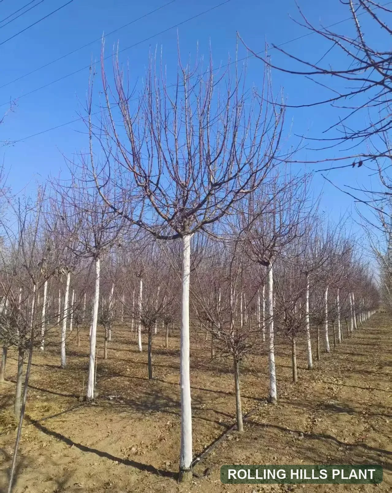 Malus spectabilis trees nursery stock