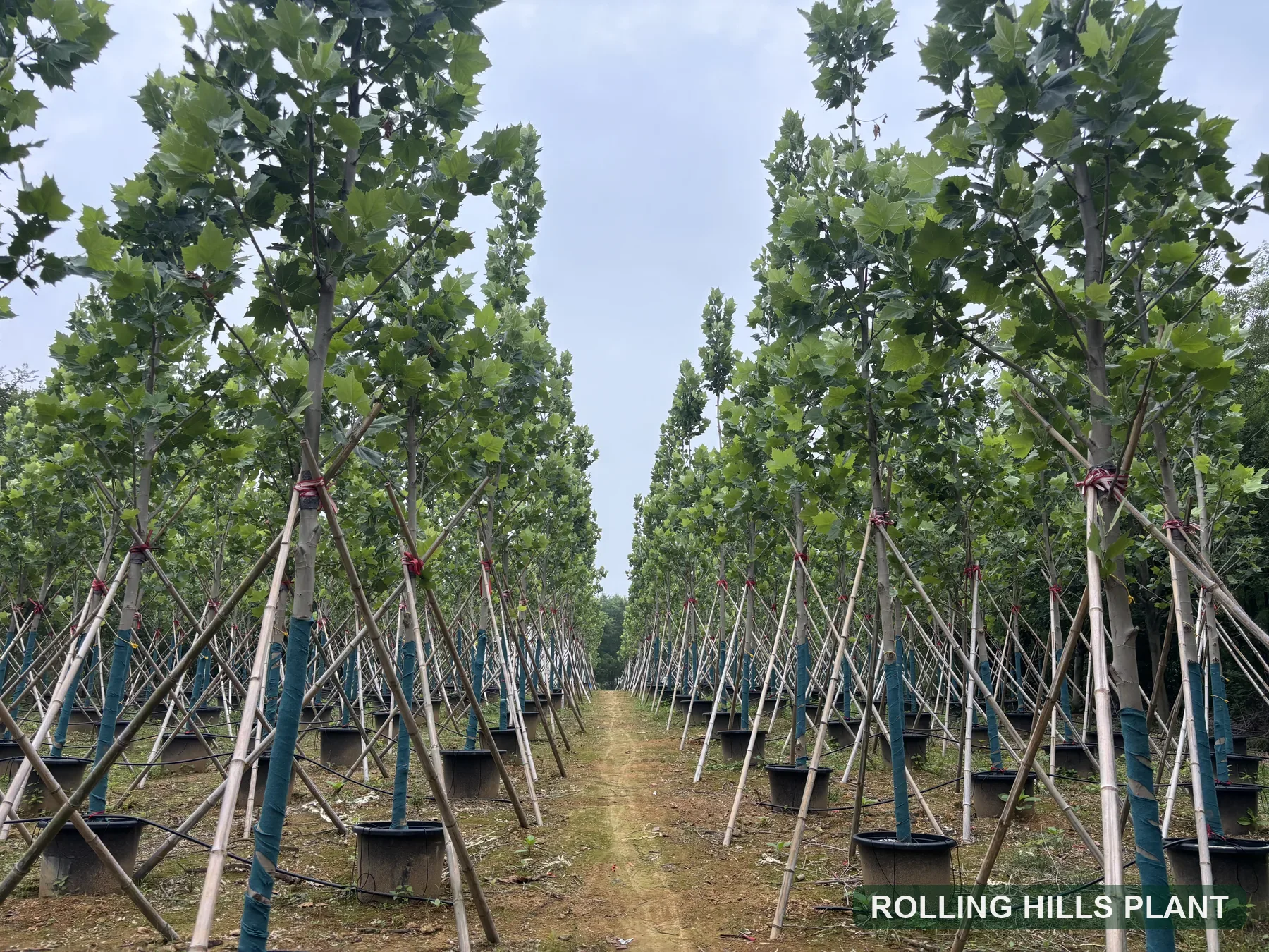 Platanus × acerifolia trees nursery stock