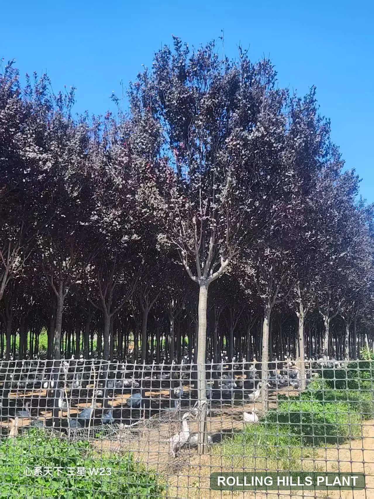 Prunus cerasifera ‘Atropurpurea’ trees nursery stock