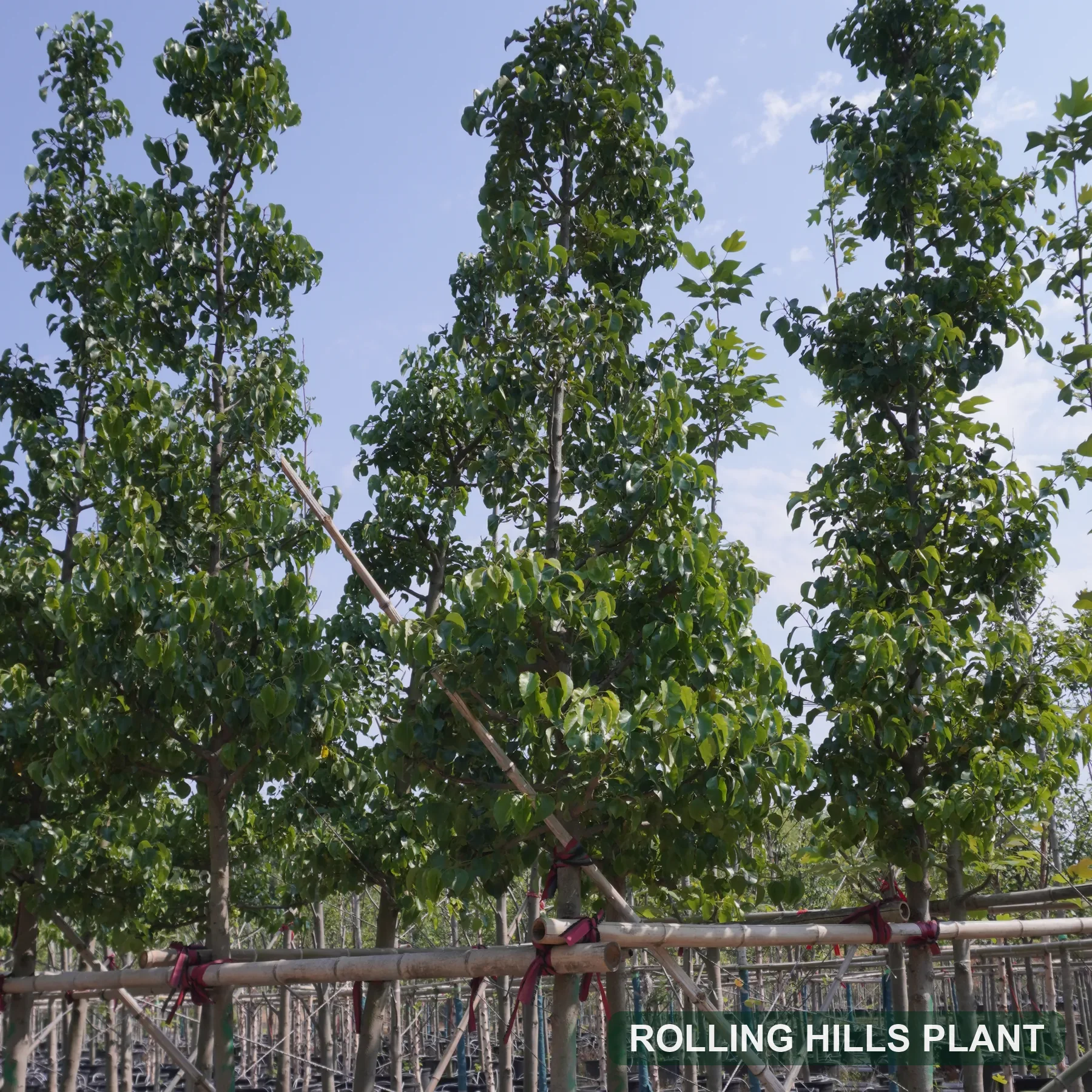 Pyrus calleryana trees nursery stock