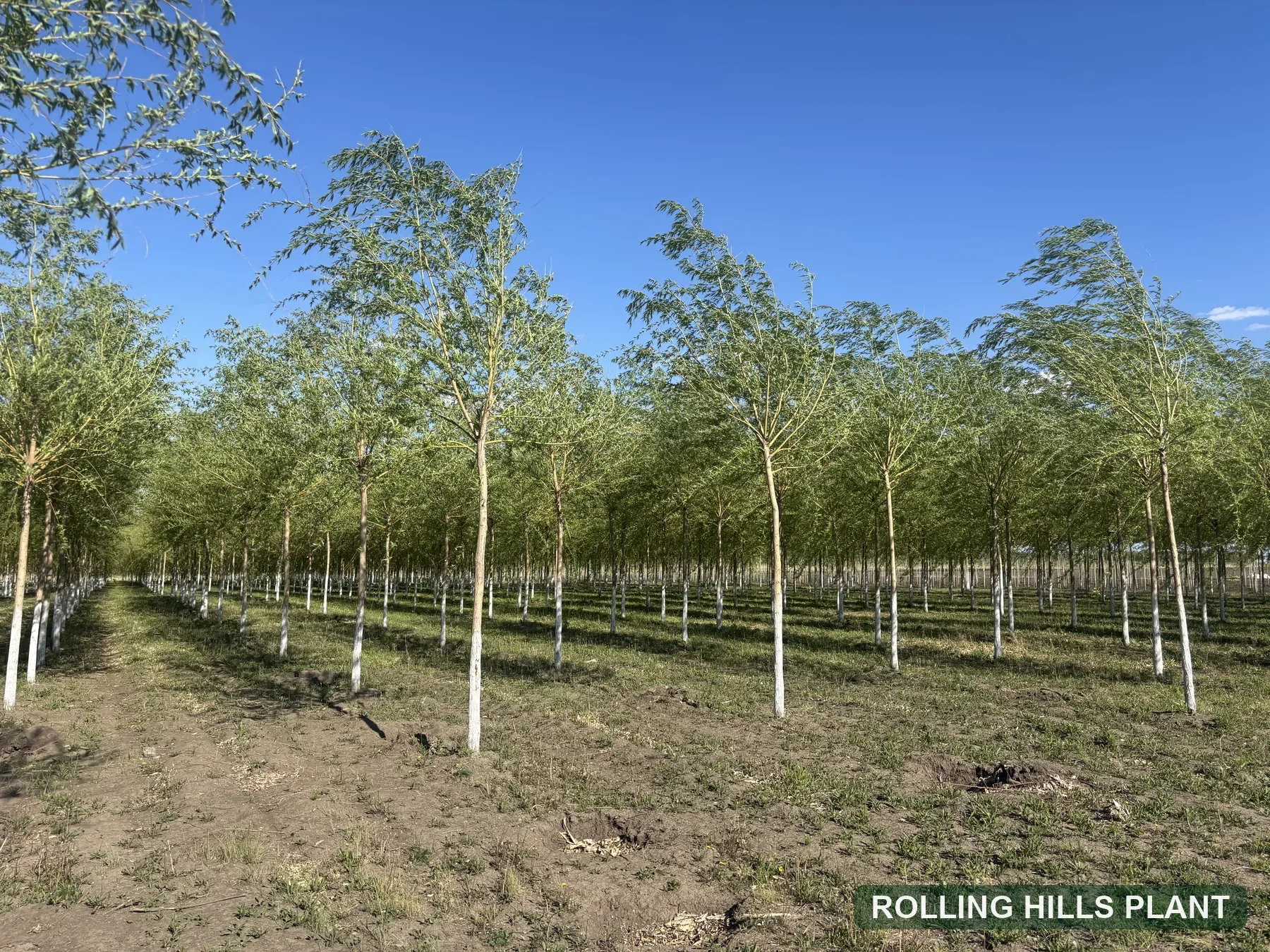 Salix babylonica trees nursery stock