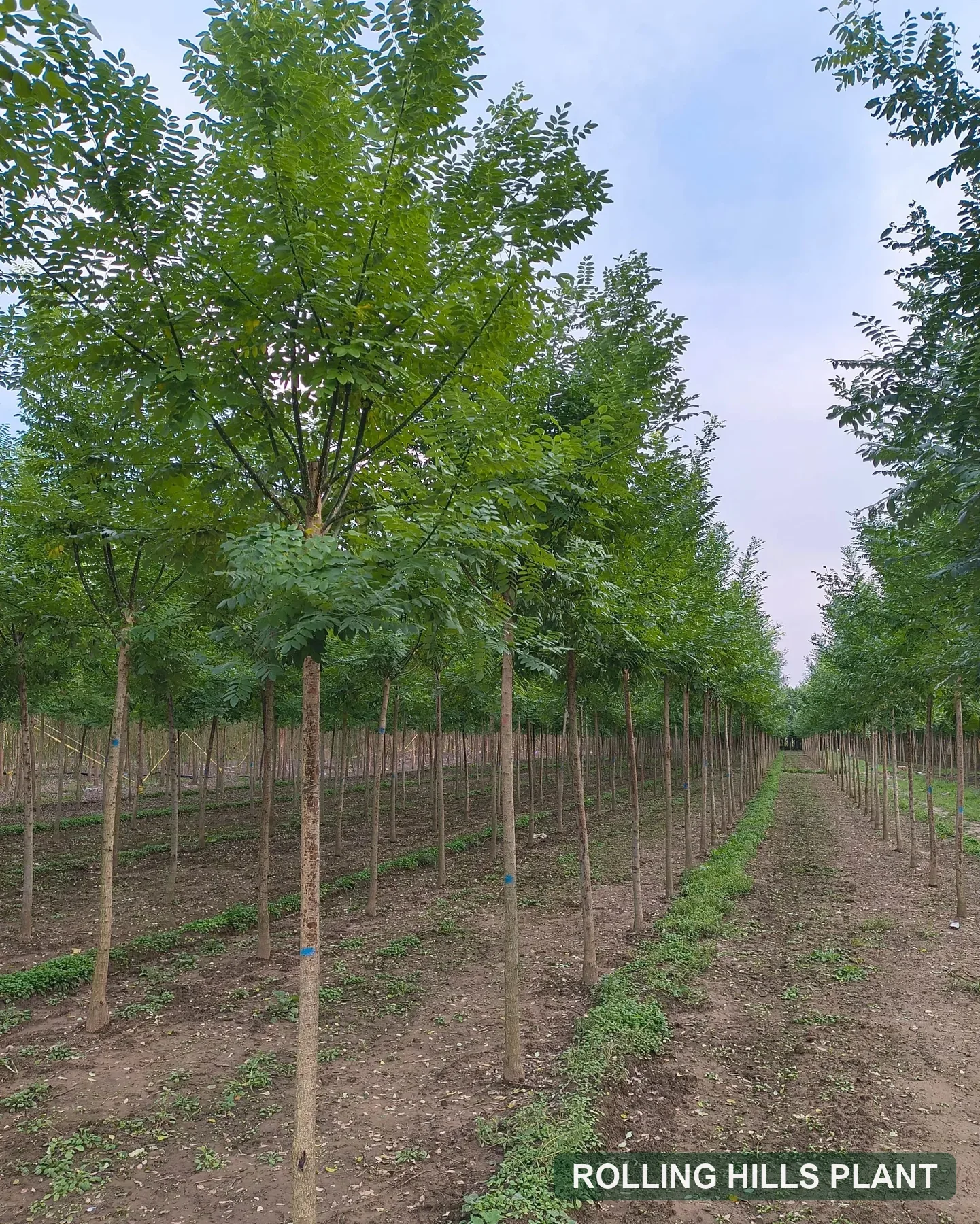 Styphnolobium japonicum trees nursery stock