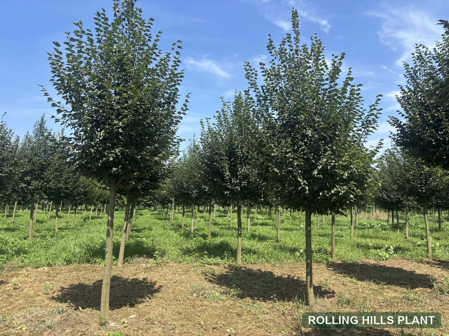 Tilia spp. trees nursery stock