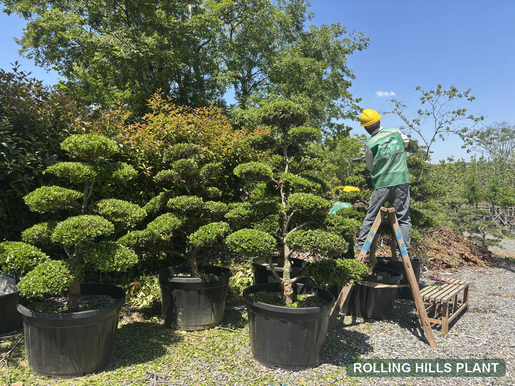 Buxus sinica var. parvifolia bonsai nursery stock