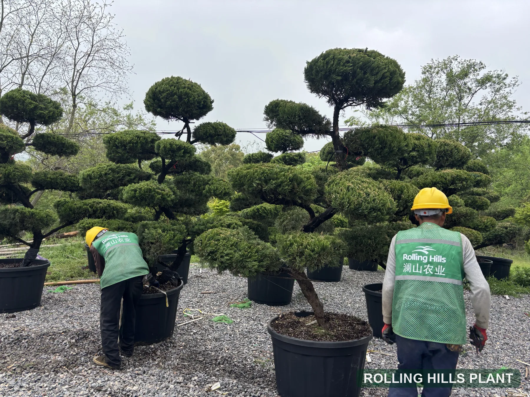 Container Rosa One Juniperus chinensis ‘Kaizuka’ – Rolling Hills Plant