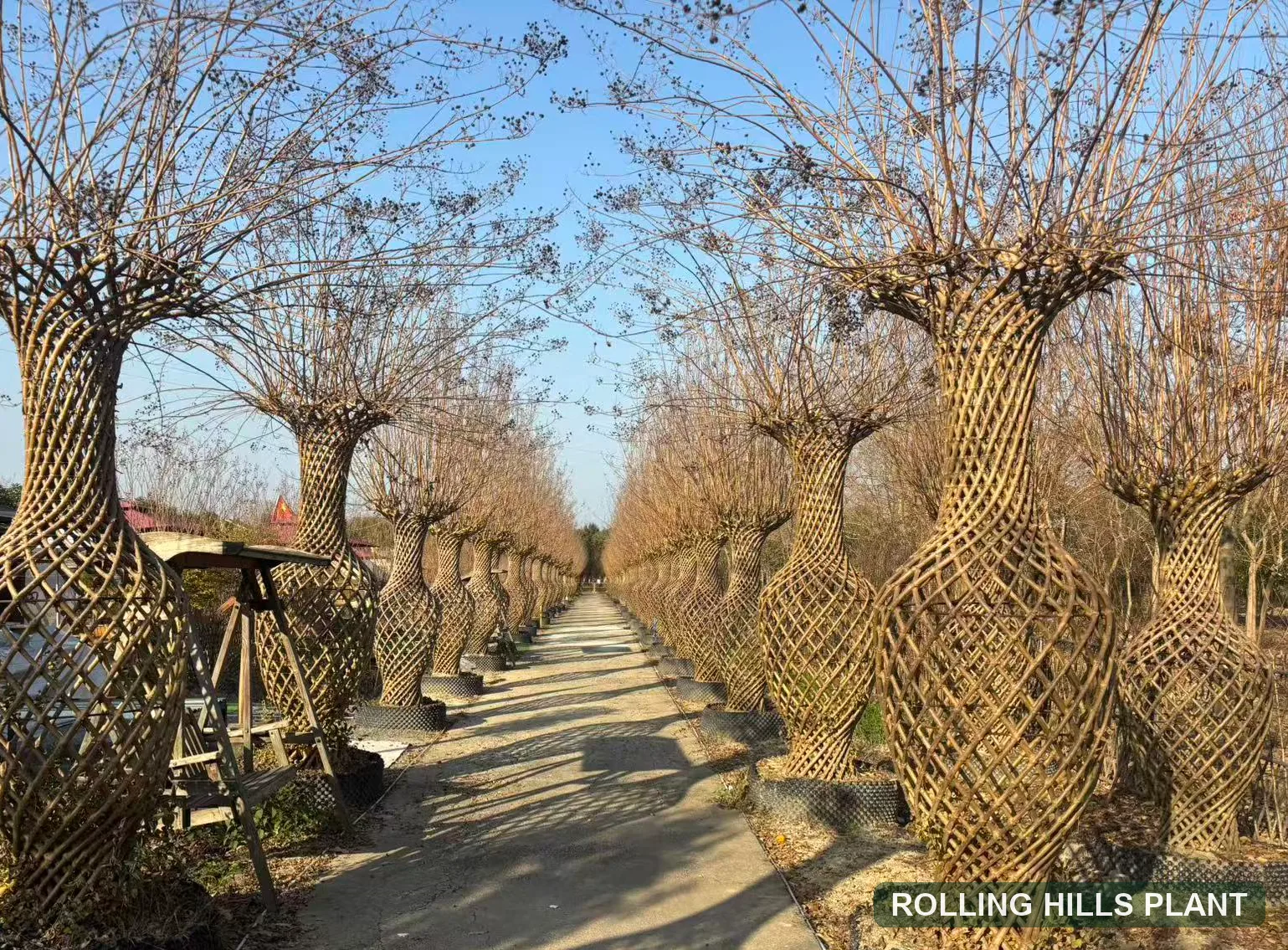 Lagerstroemia indica bonsai nursery stock