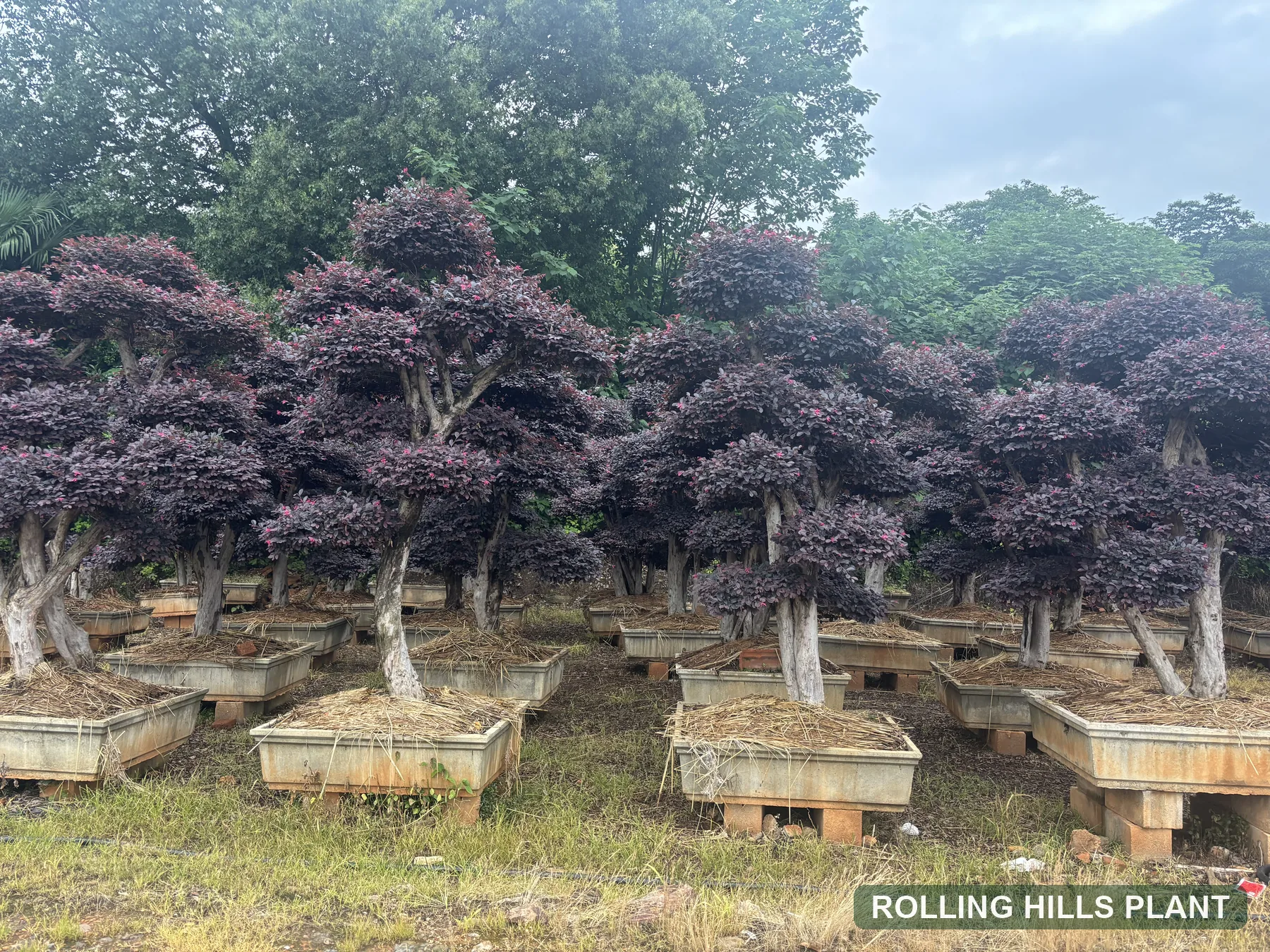 Loropetalum chinense var. rubrum bonsai nursery stock