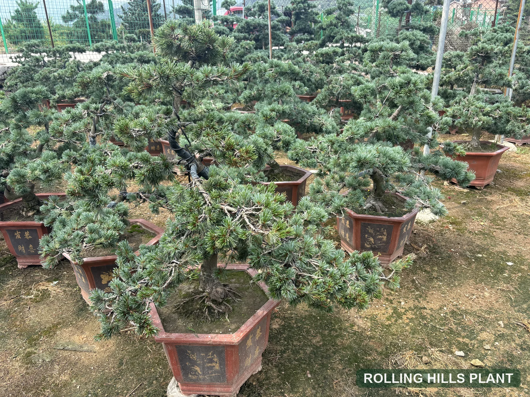 Pinus parviflora bonsai nursery stock