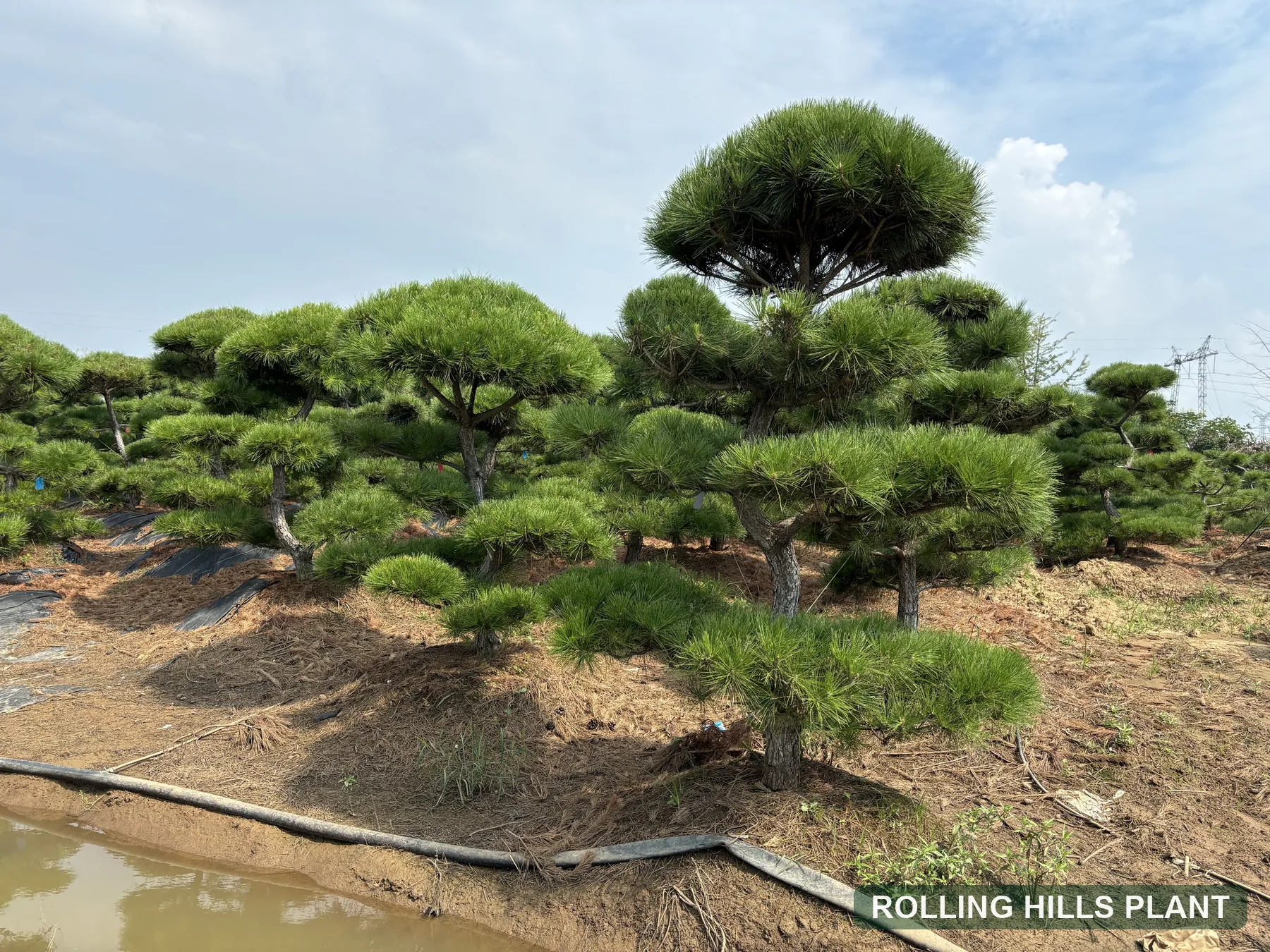 Pinus thunbergii bonsai nursery stock