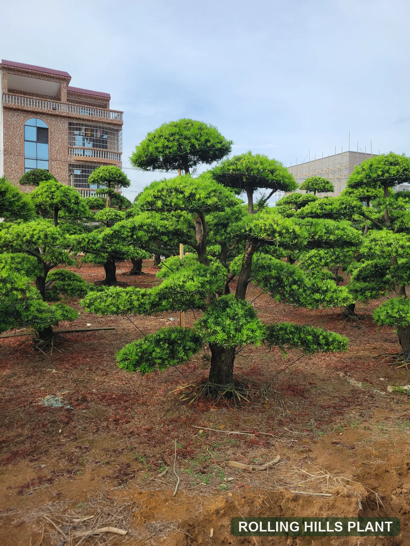 Podocarpus macrophyllus bonsai nursery stock