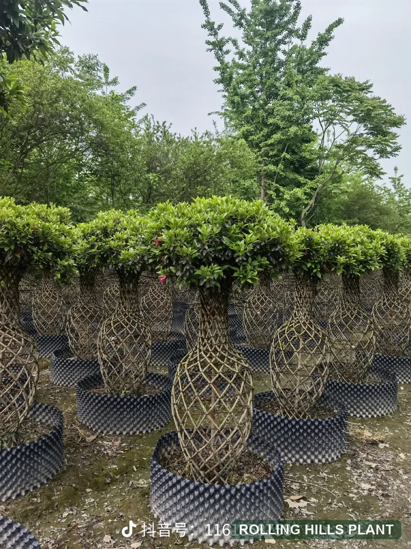 Rhododendron simsii bonsai nursery stock