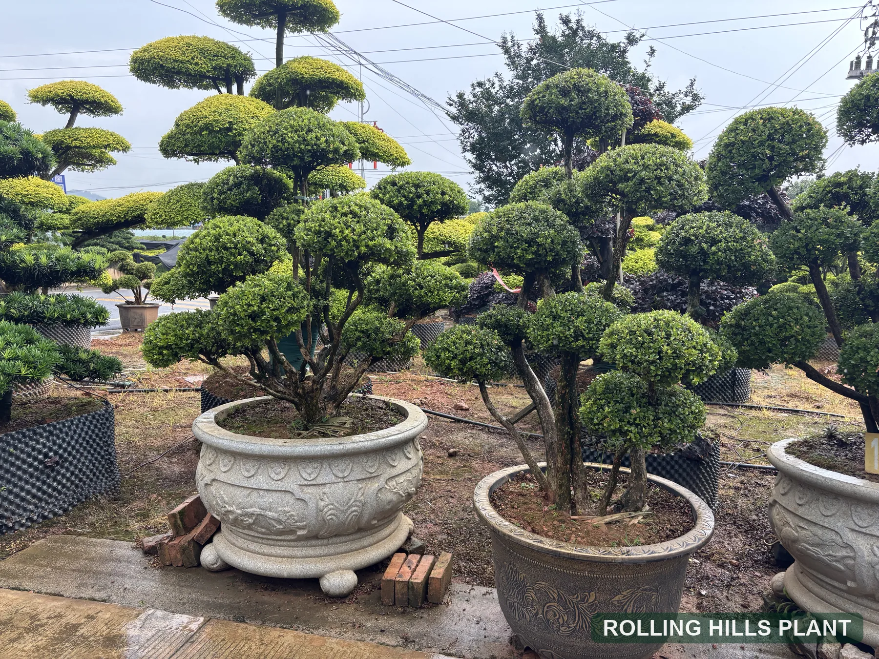 Syzygium buxifolium bonsai nursery stock