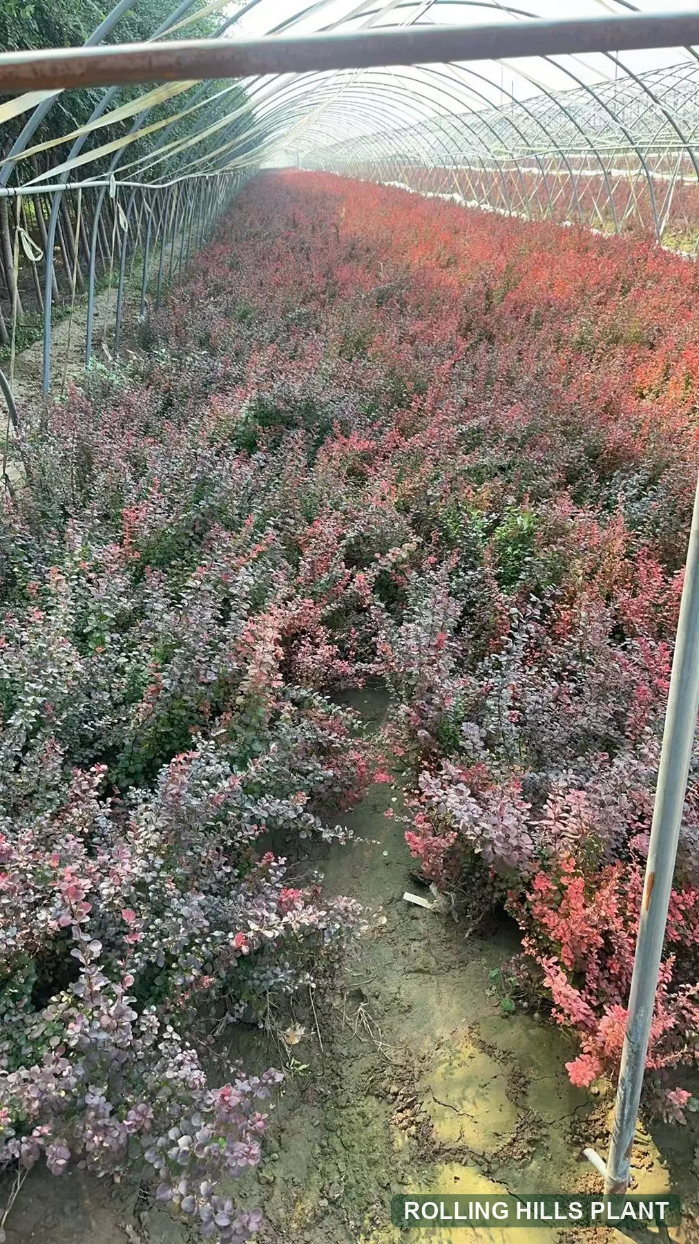 Berberis thunbergii 'Atropurpurea' shrubs nursery stock