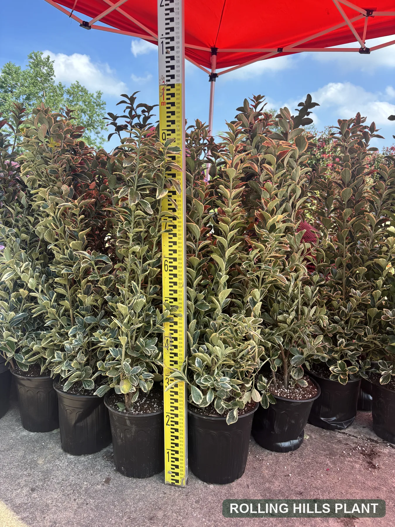 Euonymus japonicus 'Aureomarginatus' shrubs nursery stock