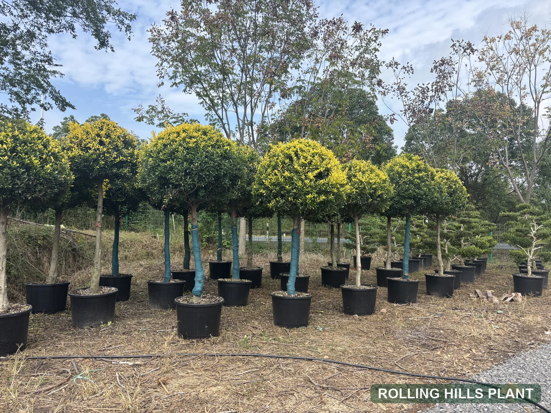 Ilex × attenuata 'Sunny Foster' shrubs nursery stock