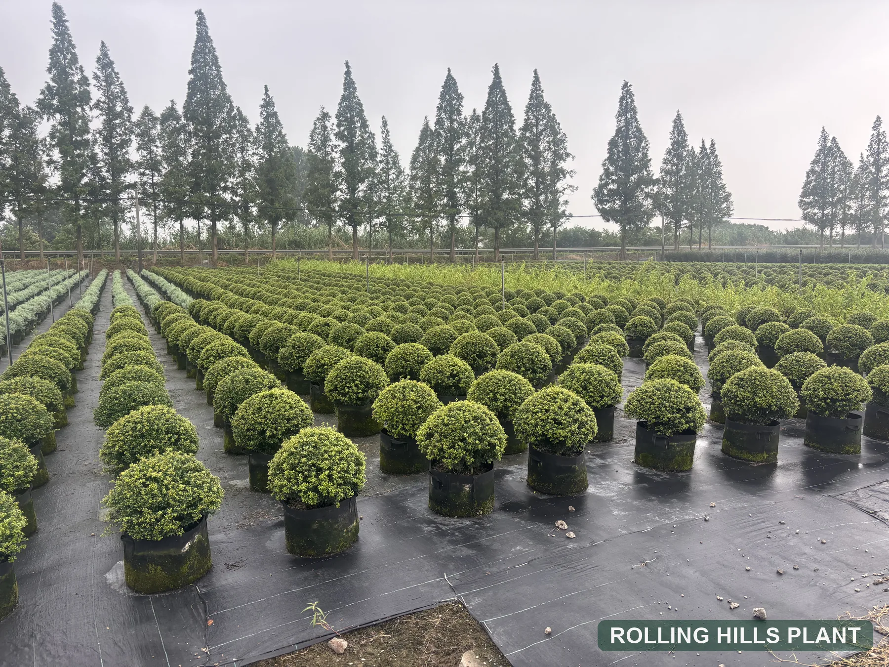Ilex crenata 'Perfecta' shrubs nursery stock