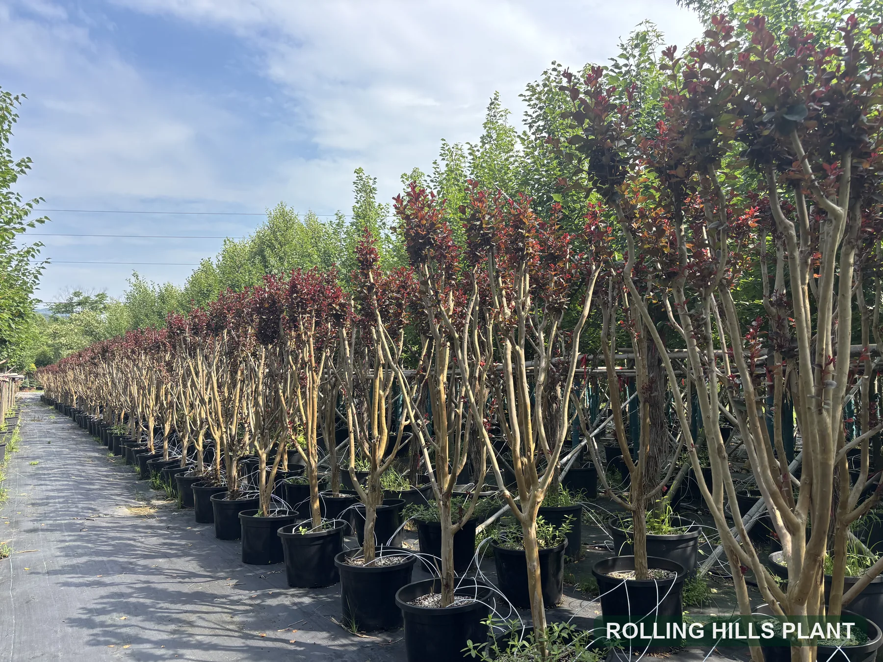 Lagerstroemia indica shrubs nursery stock