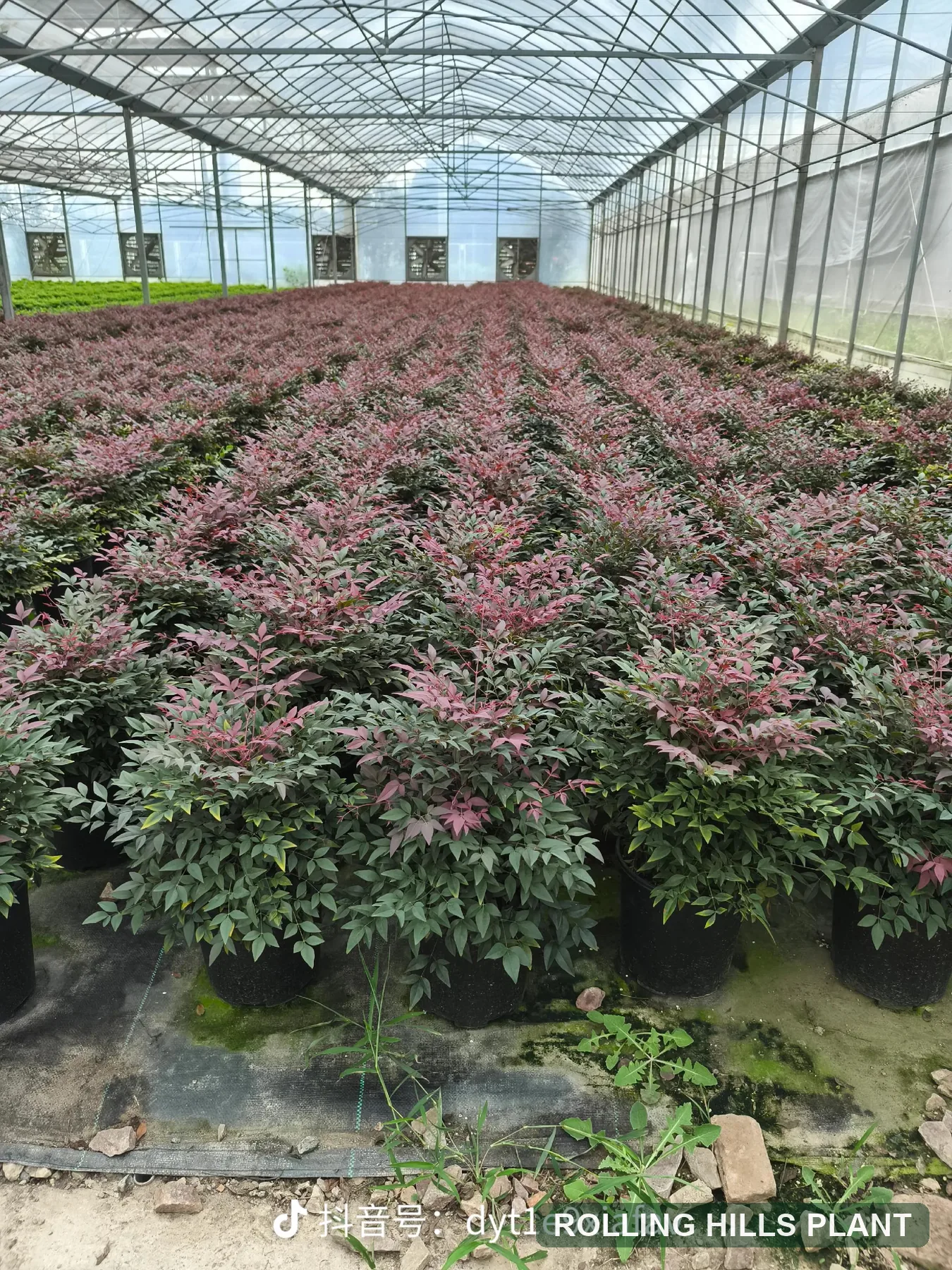 Nandina domestica shrubs nursery stock